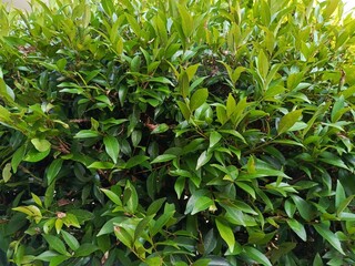 green leaves in the garden
