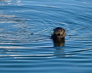 Fototapeta premium Morro Bay, California: Adorable Sea Otter Exploring the Estuary by Swimming through the Water 