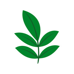 green leaves isolated on white background