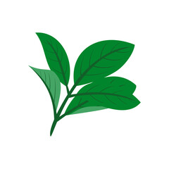 green leaves isolated on white background