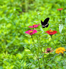 butterfly on a flower