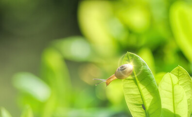 snail on a leaf