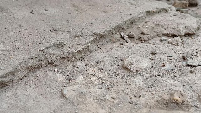 Striped Millipede Crawling on Dry Earth - Detailed Close-Up of Myriapod in Motion