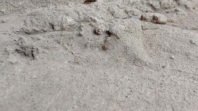Striped Millipede Crawling on Dry Earth - Detailed Close-Up of Myriapod in Motion