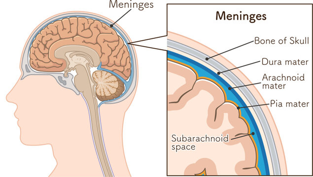 髄膜のイラスト　Meninges illustration