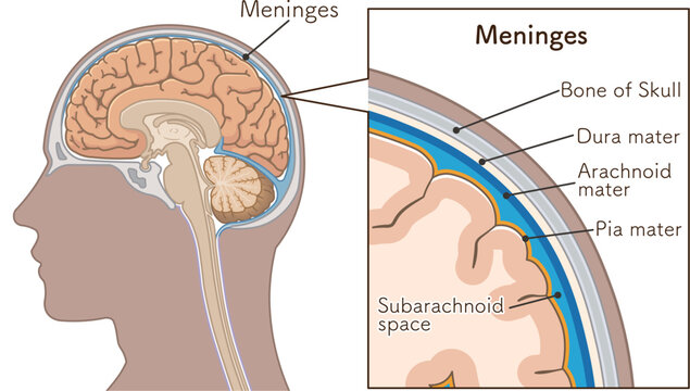 髄膜のイラスト　Meninges illustration