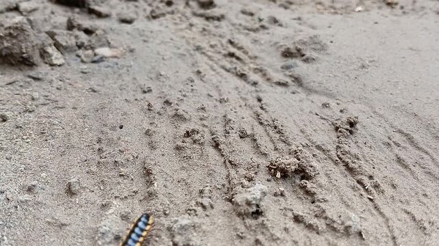 Striped Millipede Crawling on Dry Earth - Detailed Close-Up of Myriapod in Motion
