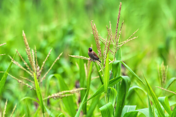 bird on corn flowers
