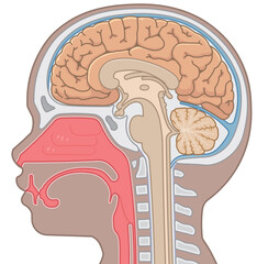 脳、大脳、脊髄、脳幹、小脳のイラスト brain、cerebrum、cerebellum、midbrain、pons、medulla、brain stem、illustration