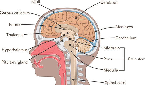 脳、大脳、脊髄、脳幹、小脳のイラスト brain、cerebrum、cerebellum、midbrain、pons、medulla、brain stem、illustration