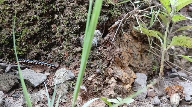 Striped Millipede Crawling at Base of Plant and Rocks - Nature Close-up of Black and Yellow Myriapod
