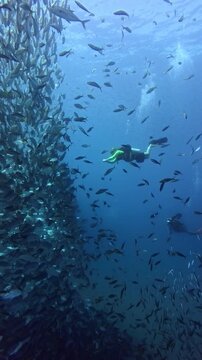 Diver swims toward a large school of jacks (Caranx spp.) stretching across the full length of the vertical frame.