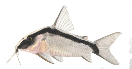 Watercolor Illustration of Brochis arcuata, Tropical Freshwater Aquarium Fish