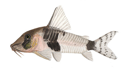 Watercolor Illustration of Corydoras desana, Tropical Freshwater Aquarium Fish