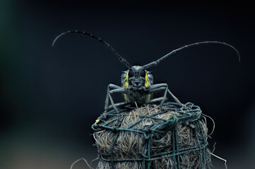 green grasshopper on a black background