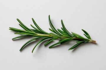 Fototapeta premium A fresh sprig of rosemary herb lies on a white background, showcasing its vibrant green, needle-like leaves