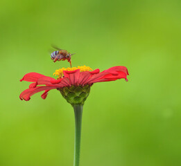 red poppy flower