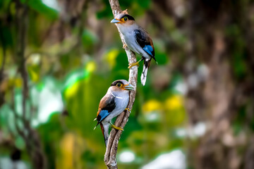 colorful bird Silver-breasted broadbill (Serilophus lunatus) build a nest. 