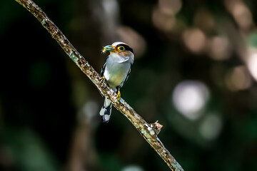 colorful bird Silver-breasted broadbill (Serilophus lunatus) build a nest. 