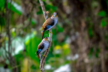 colorful bird Silver-breasted broadbill (Serilophus lunatus) build a nest. 