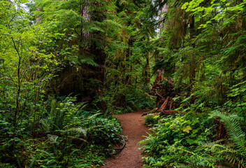 path through rain forest