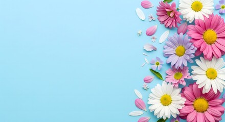 Fototapeta premium Colorful daisy flowers on blue background, spring floral arrangement with pink, white, and purple blossoms, nature decoration and greeting card concept