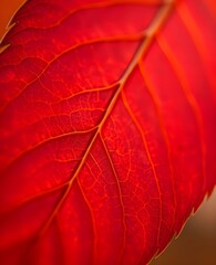 Fototapeta premium Close-up macro of red leaf vein structure with natural abstract pattern texture