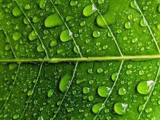Crisp macro shot of a vibrant green leaf covered in perfectly formed, clear water droplets,...