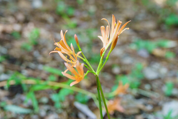 日本で咲くキツネノカミソリの花・Lycoris sanguinea