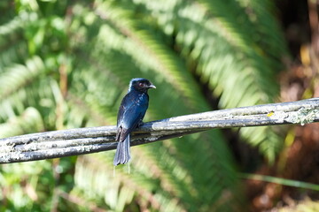 Malaysia Greater Racket-tailed Drongo perched in tropical jungle, shiny black bird with tail ornaments