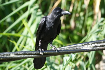 Fototapeta premium Malaysian Large-billed Crow on Wire in Natural Habitat