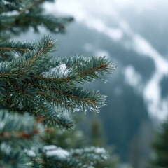 Icy Droplets Glisten on a Spruce Branch in a Serene, Snowy Mountain Forest.