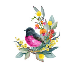Pink robin with floral decor hand drawn watercolor vintage style illustration. Australian endemic pink robin wildlife bird with Australia wildflowers native flora decoration on white background