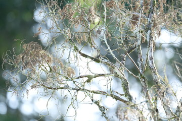 Long-tailed Sibia Perched in Malaysia Forest