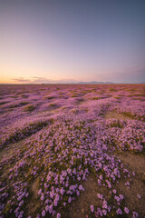 Fototapeta premium Rare Desert Bloom After Rain