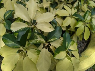 A close-up of a variegated Schefflera plant, also known as an umbrella tree, with beautiful yellow...