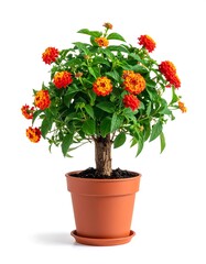 Fototapeta premium A potted flowering plant with orange and yellow blooms, lush green foliage, and a thick brown stem