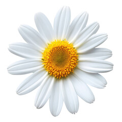 daisy isolated on white background