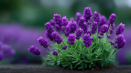 Fototapeta premium Vibrant Lavender Flowers with Dew Drops in Macro View Nature Blossom