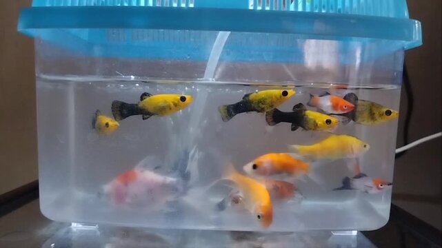 There are several types of fish in a plastic container with a blue lid on top.