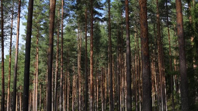 T&auml;llberg, Sweden A view of a lush and thick natural pine forest and underbrush.