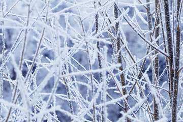 Snow and frost covered branches tree, winter scenery background, closeup frozen texture, outdoor nature landscape, natural wintry view. Cold season aesthetic botanical pattern, beauty of winter