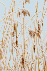 Snow-Covered plants in Winter Landscape, Close-up pampas grass as natural aesthetic pattern, minimal beauty of nature, vertical poster, frosty reeds in serene wintertime scenery, pastel color