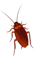 A detailed illustration of a reddish-brown cockroach