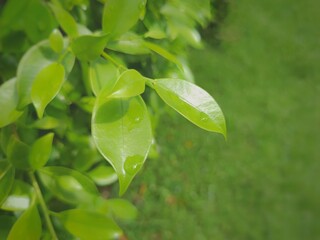 Lush Foliage Close-Up: A captivating close-up showcases vibrant green leaves with delicate water droplets, creating a refreshing and natural image.