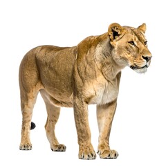 Obraz premium A powerful lioness stands, facing right, against a pure white background