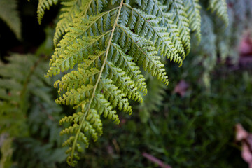 Fern close-up #1