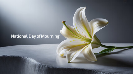 White lily on a draped surface during National Day of Mourning