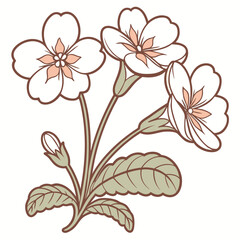 Primroses in Bloom: A botanical illustration presents delicate primrose blooms, their elegant petals radiating beauty. 