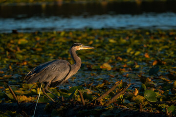 great blue heron